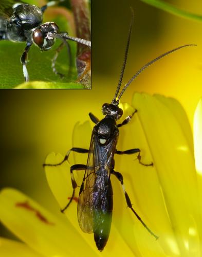 Coelichneumon desinatorius